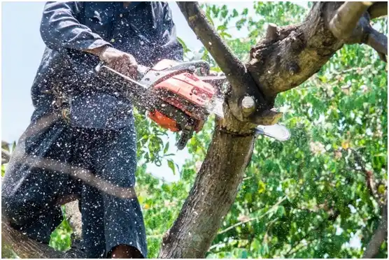 tree services Flint Creek